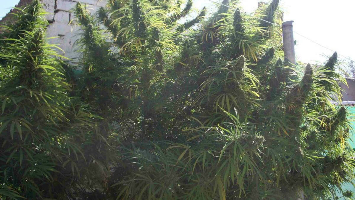 Choosing the Right Outdoor Cannabis Seeds for your climate – Our Guide