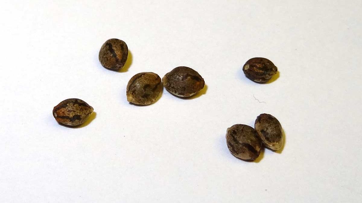 What to Know About Buying Weed Seeds Safely Online
