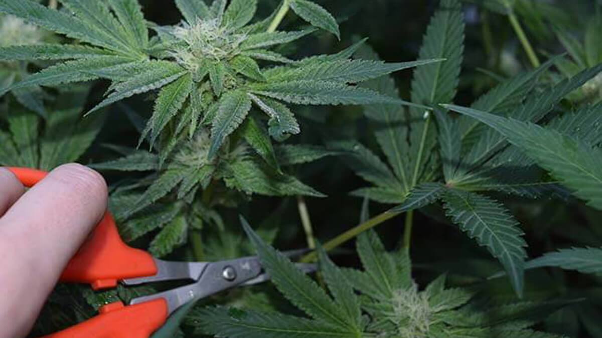 Benefits of Thinning Cannabis Plants