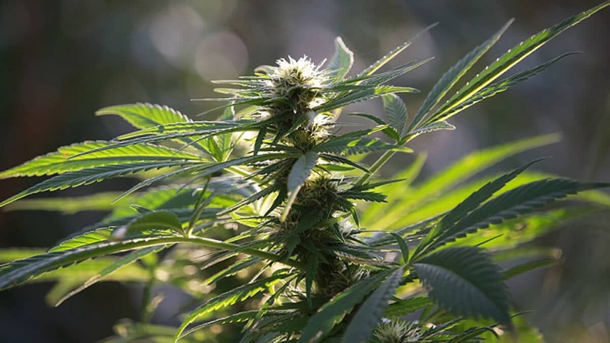 4 Ways to Maximise Auto-Flowering Cannabis Plants Harvest