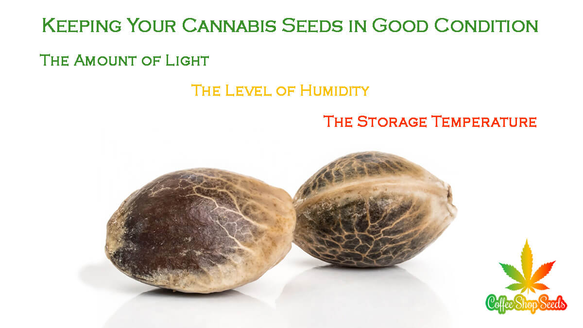 Keeping Your Cannabis Seeds in Good Condition