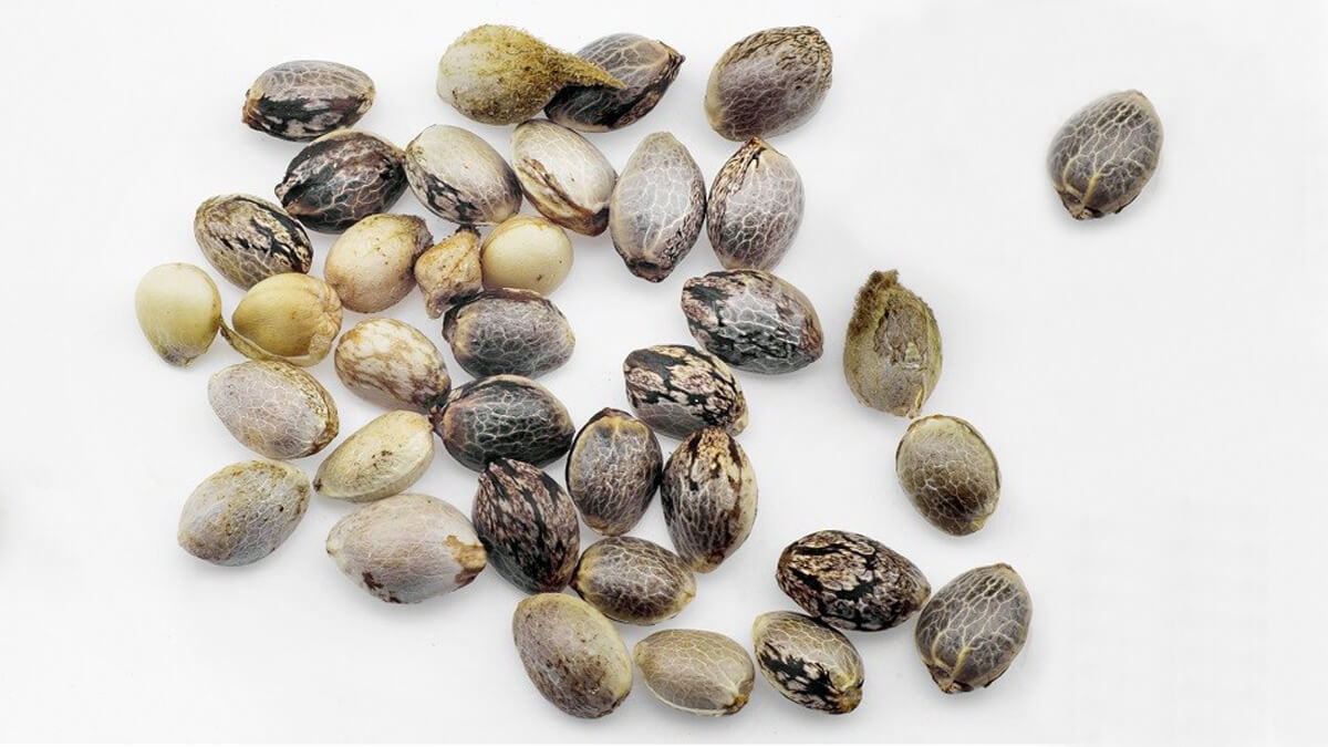 How to Determine the Quality of Your Cannabis Seeds