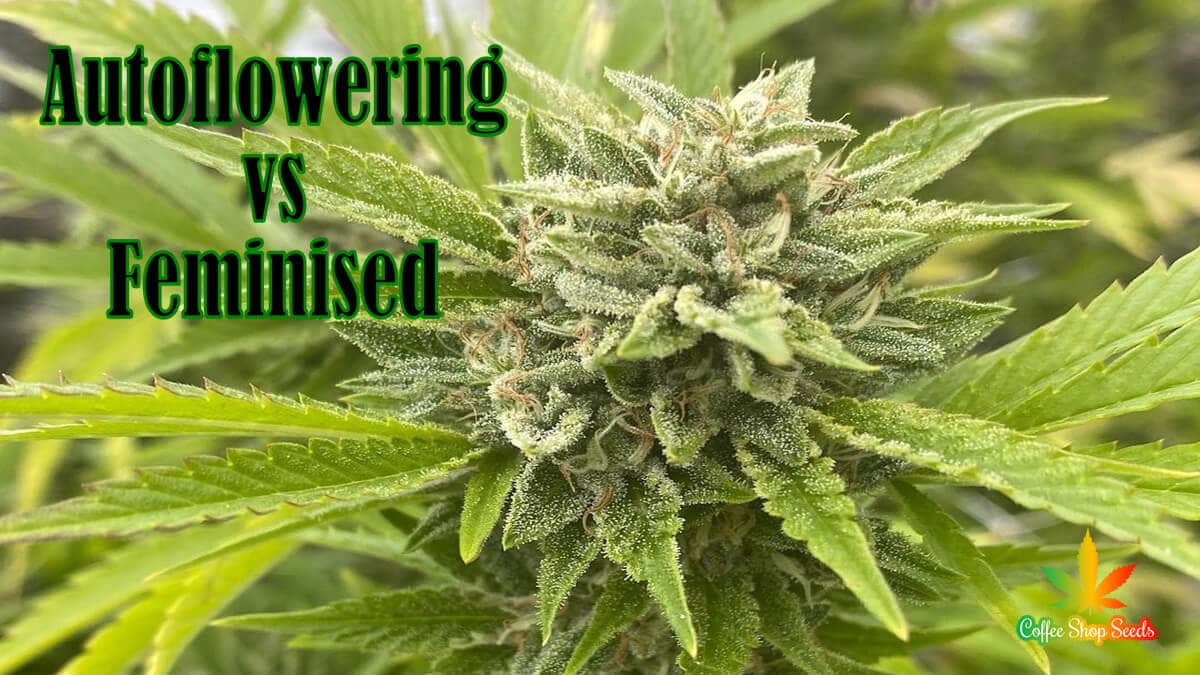 Autoflowering vs Feminised Seeds: Advantages for Indoor Cultivation