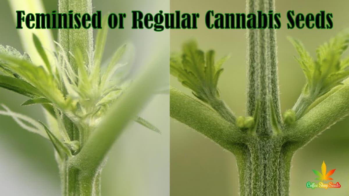 Feminised or Regular, Which Cannabis Seeds Should You Get?