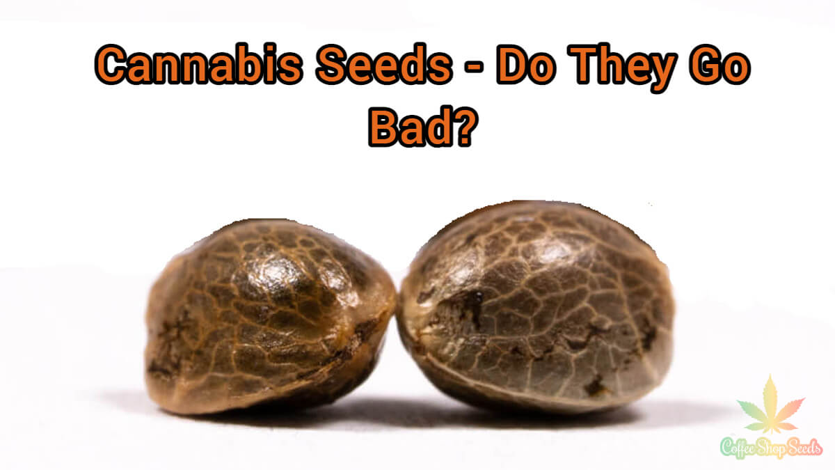 The truth About Cannabis Seeds – Do They Go Bad?