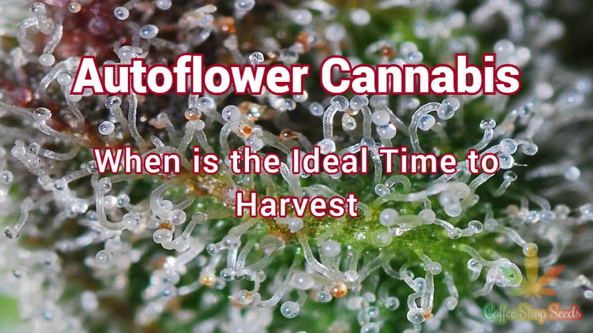 Autoflower Cannabis – When is the Ideal Time to Harvest
