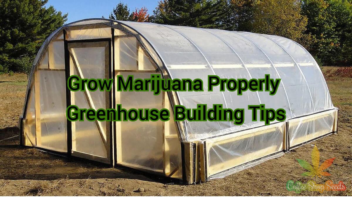 Grow Marijuana Properly with These Greenhouse Building Tips