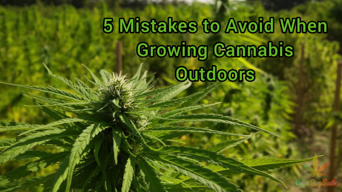 <strong>5 Mistakes to Avoid When Growing Cannabis Outdoors</strong>