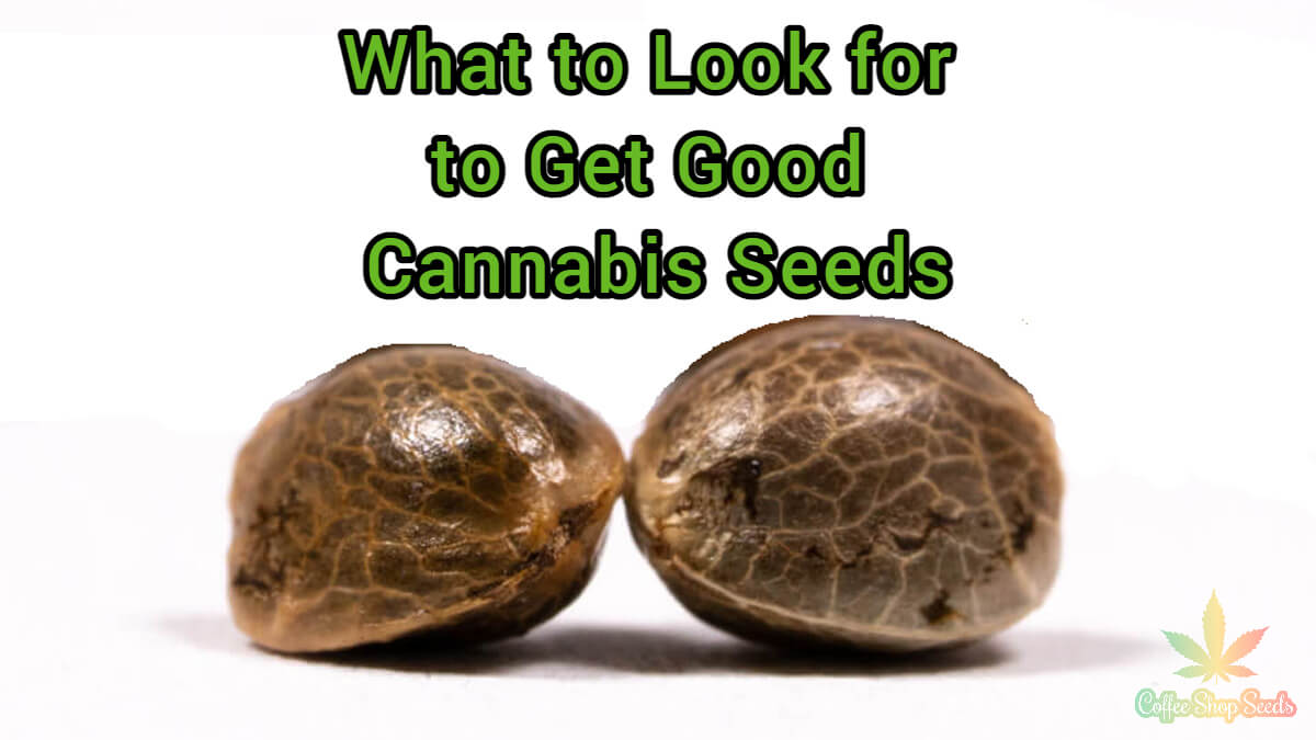 <strong>What to Look for to Get Good Cannabis Seeds</strong>
