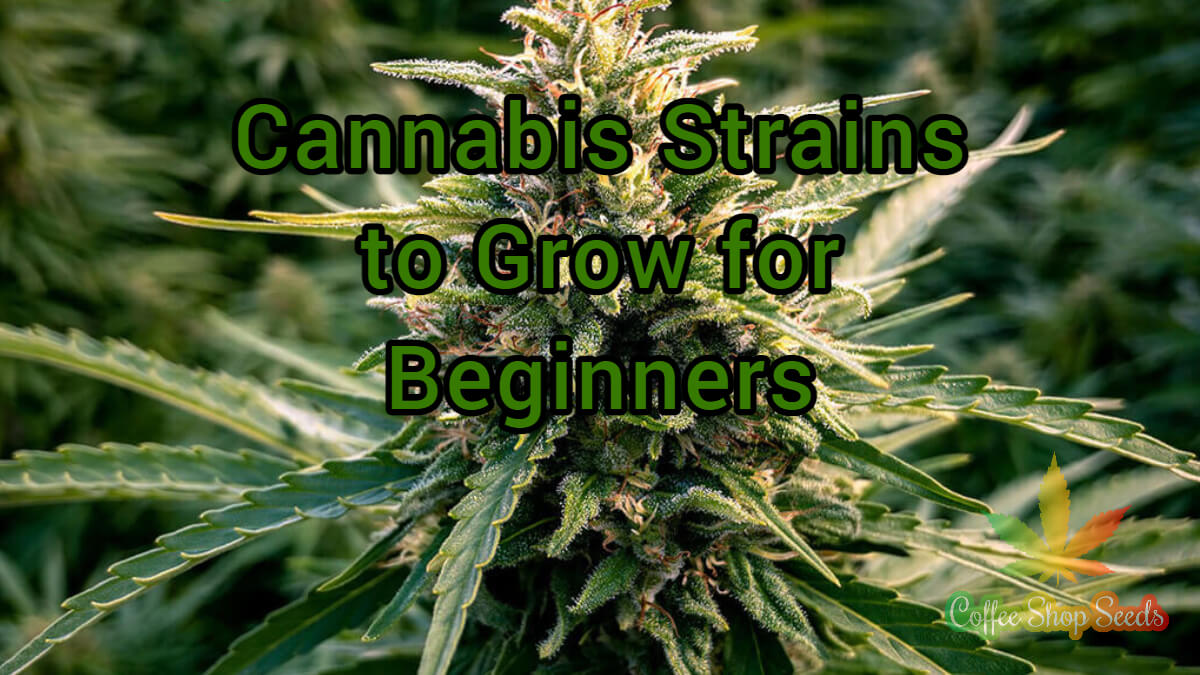 4 Best Cannabis Strains to Grow for Beginners