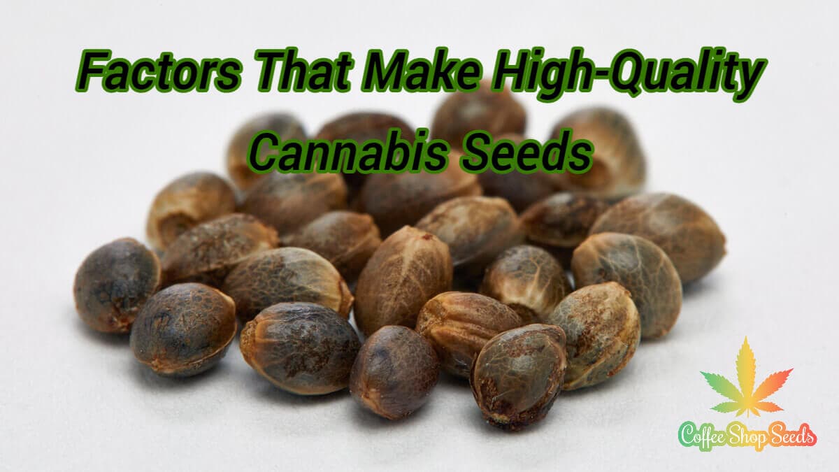 5 Factors That Make High-Quality Cannabis Seeds and Hemp Seeds