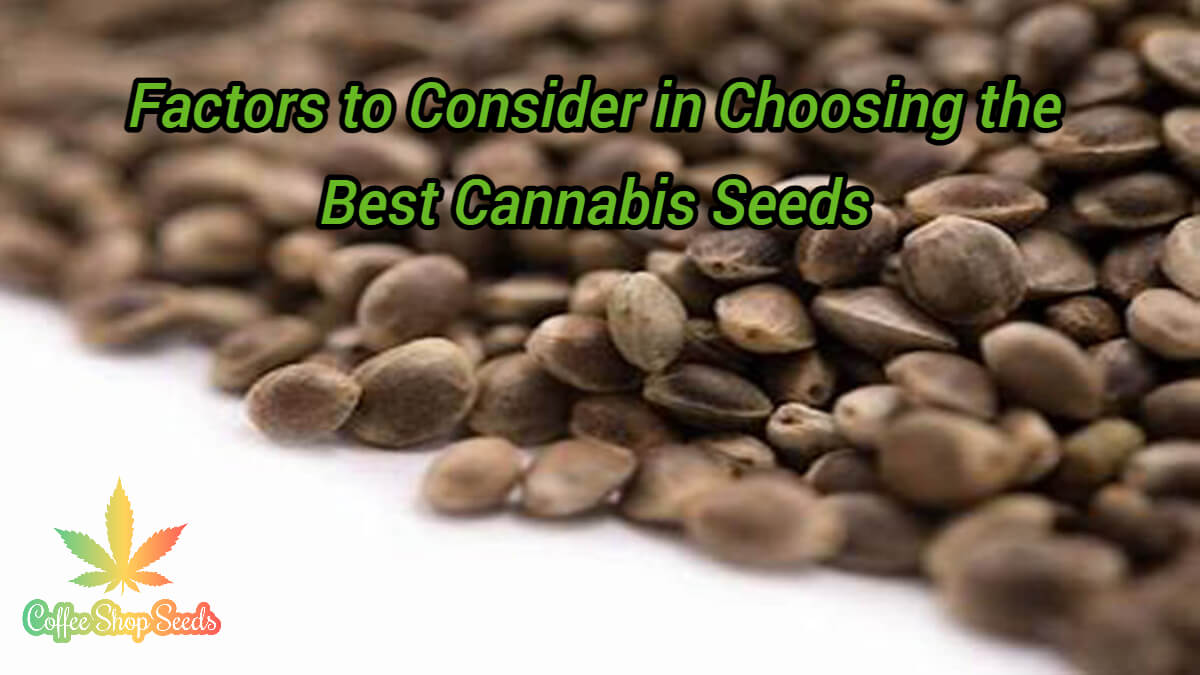 5 Factors to Consider in Choosing the Best Cannabis Seeds