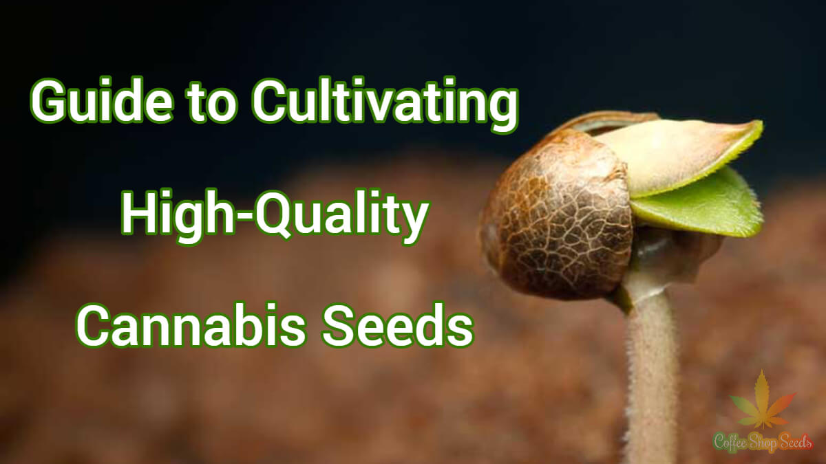 The Ultimate Guide to Cultivating High-Quality Cannabis Seeds