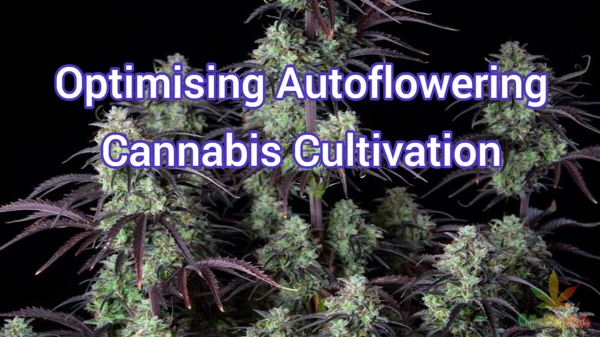 Optimising Autoflowering Cannabis Cultivation: Tips & Best Strains