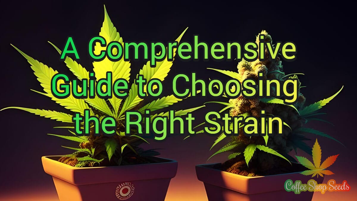 Mastering Cannabis Strain Selection: A Comprehensive Guide to Choosing the Right Strain