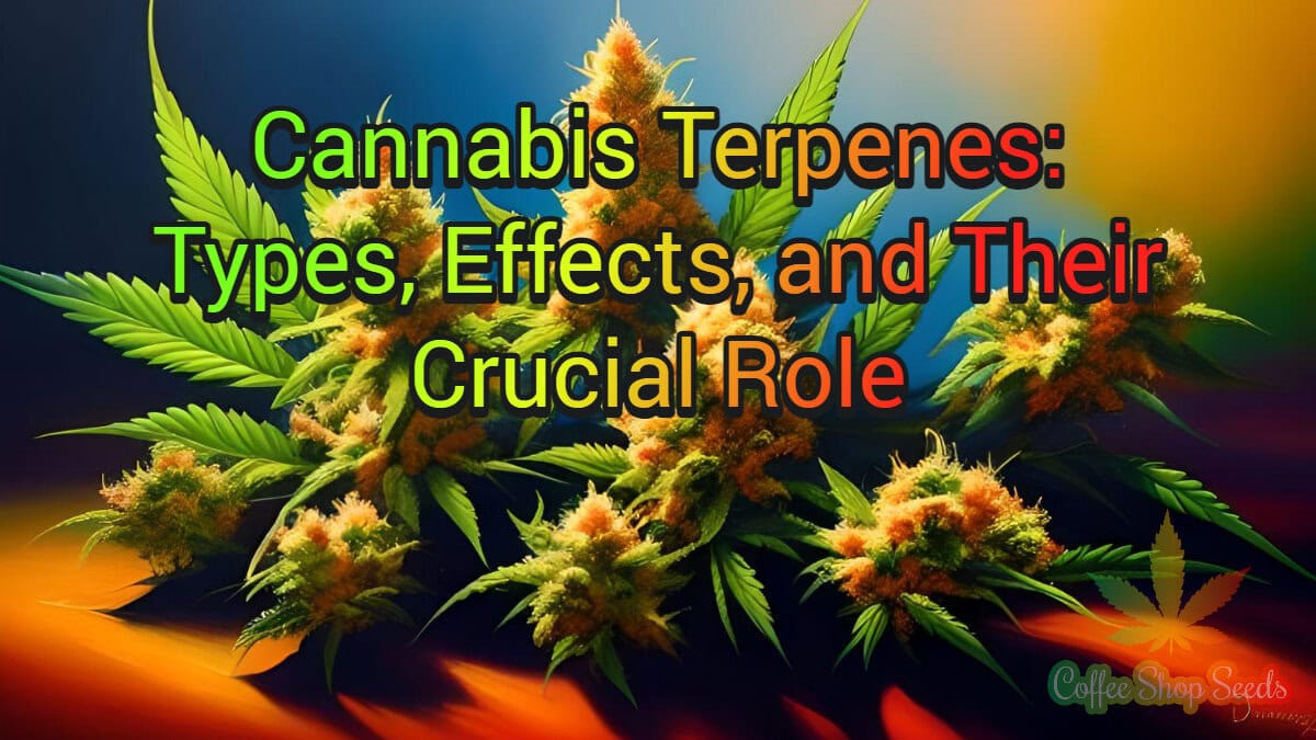 Unveiling the World of Cannabis Terpenes: Types, Effects, and Their Crucial Role