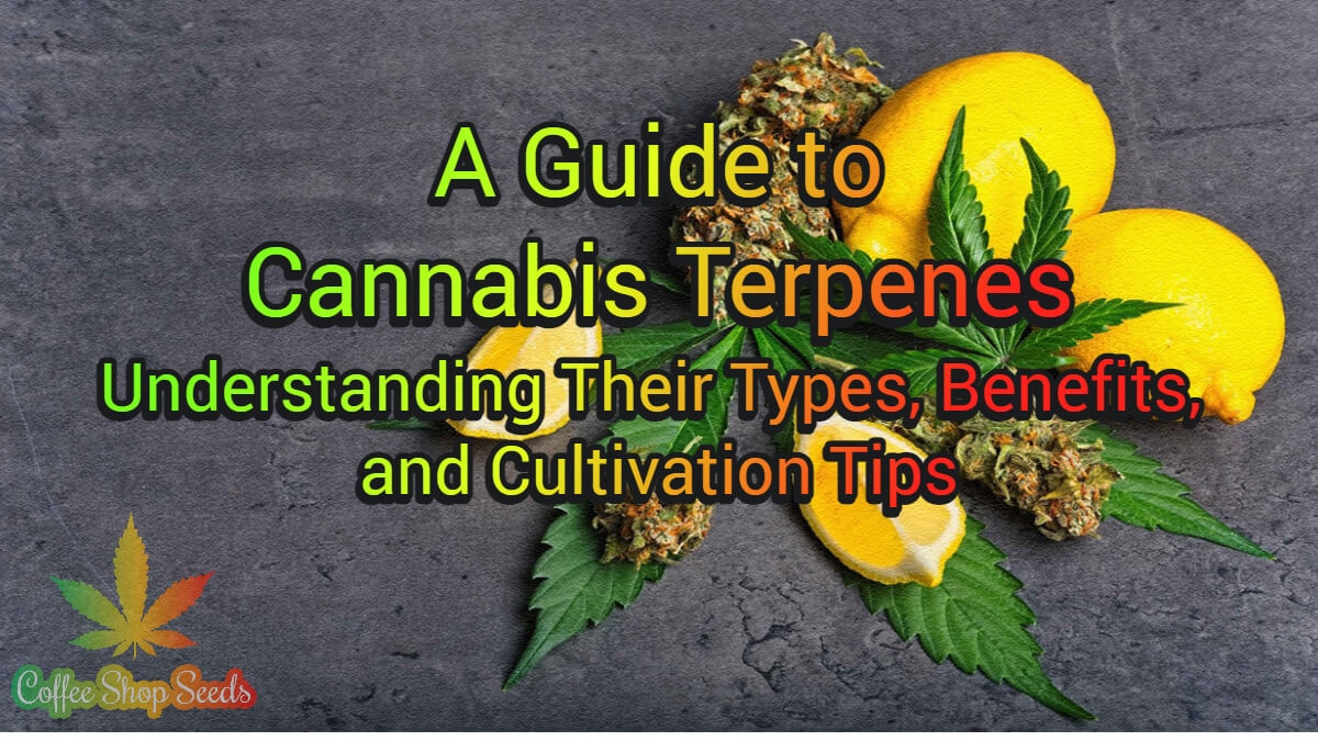 A Guide to Cannabis Terpenes: Understanding Their Types, Benefits, and Cultivation Tips