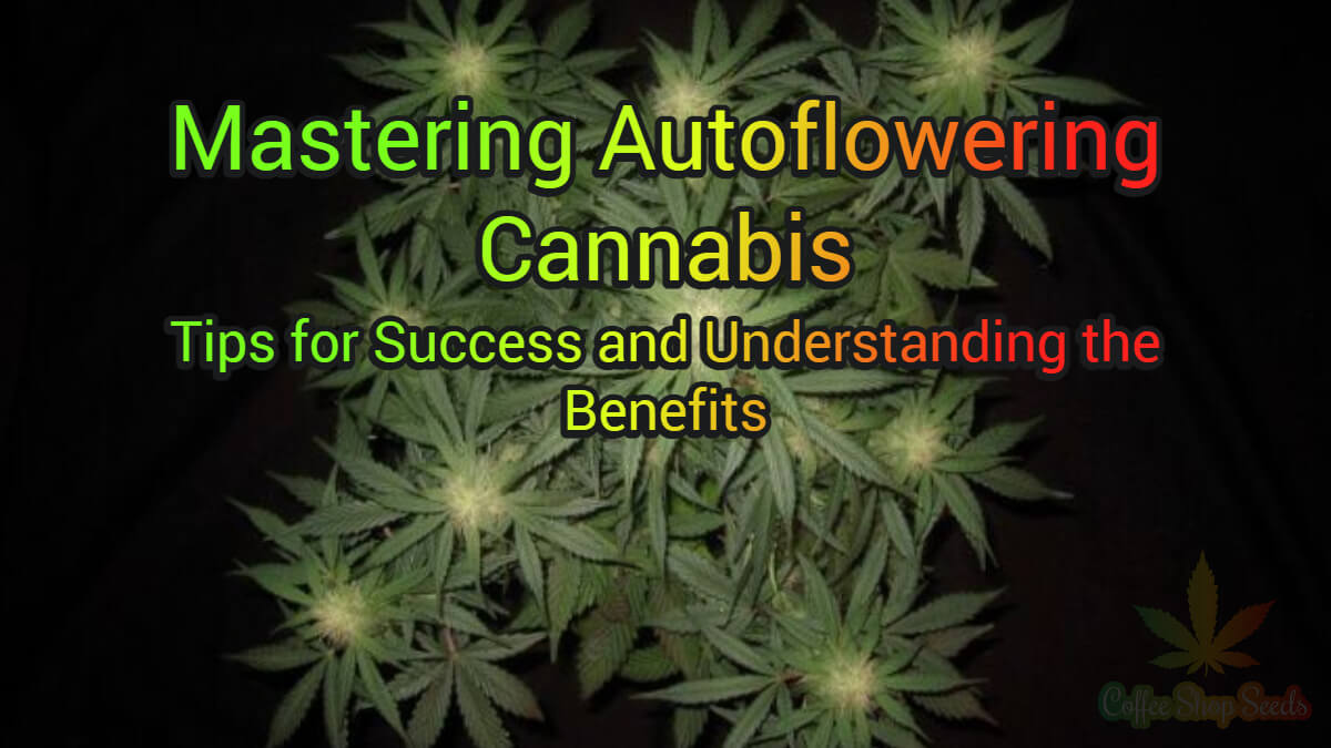 Mastering Autoflowering Cannabis – Tips for Success and Understanding the Benefits