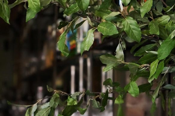 Estela New York restaurant review