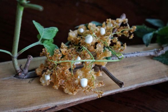 Amisfield Queenstown restaurant review Vaughan Mabee New Zealand 
