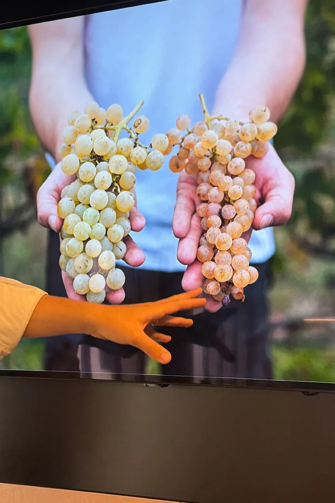 venissa wines grapes dorona