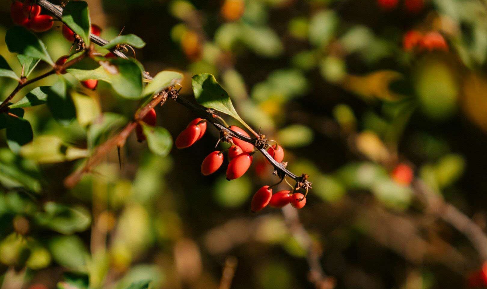 Barberry in Meridian, ID used in Berberine for Functional Medicine