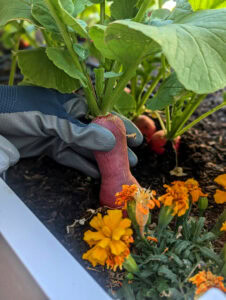 An organic radish is harvested from garden in Boise