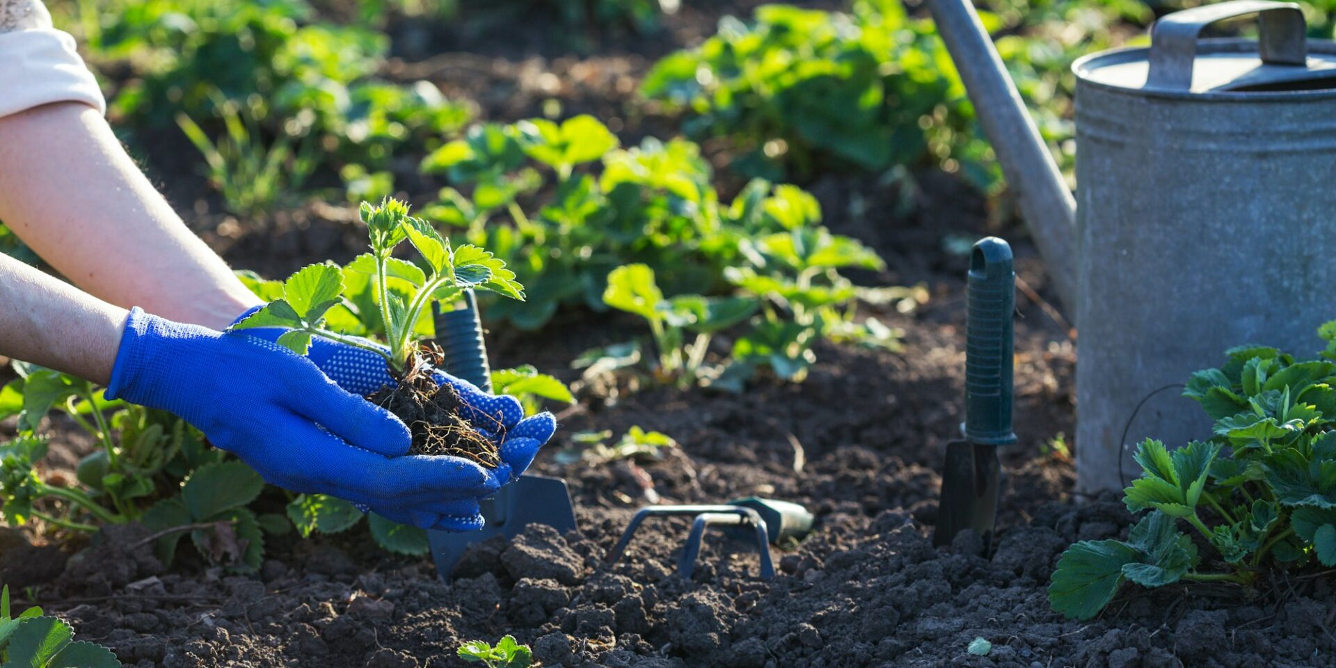 Gardening for organic food in Boise Idaho as Naturopathic Medicine