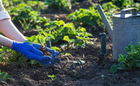 Gardening for organic food in Boise Idaho as Naturopathic Medicine