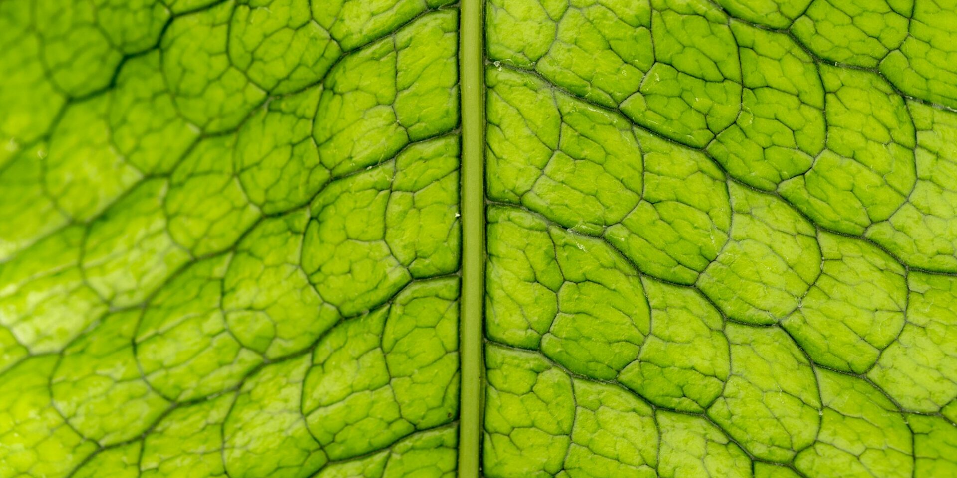 The texture and nerves of a leaf