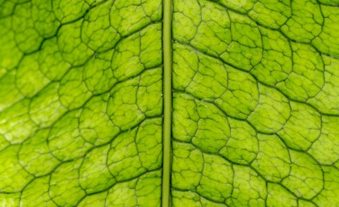 The texture and nerves of a leaf