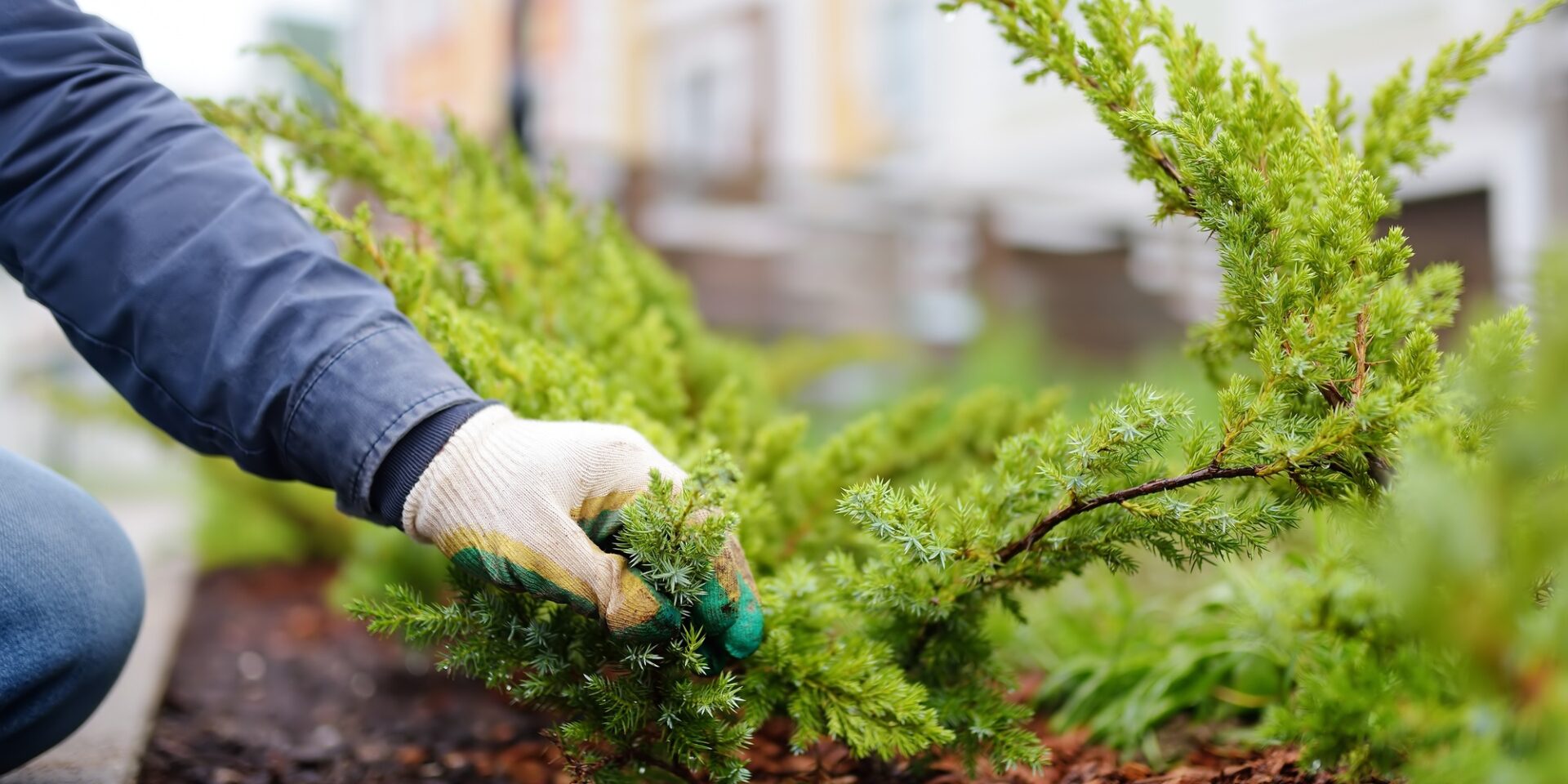 Gardener mulching with pine bark juniper plants in the yard. Seasonal works in the garden.