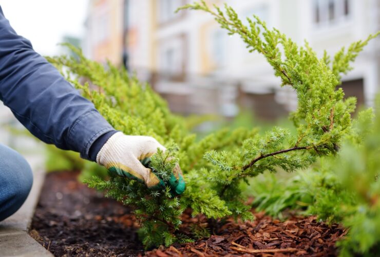 Gardener mulching with pine bark juniper plants in the yard. Seasonal works in the garden.
