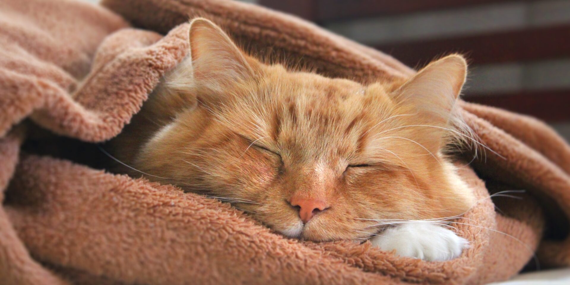 Pet domestic ginger cat sleeping in a blanket in winter