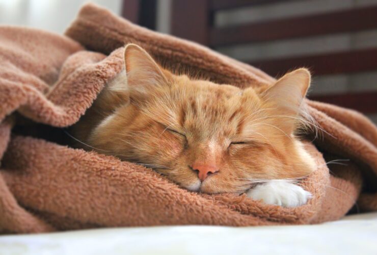 Pet domestic ginger cat sleeping in a blanket in winter