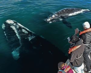 PENINSULA VALDES CLÁSICA - PUERTO MADRYN