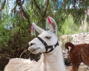 TILCARA - JUJUY