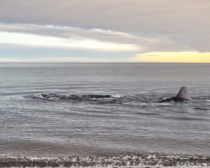 EL DORADILLO - PUERTO MADRYN
