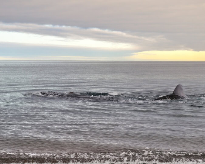 EL DORADILLO - PUERTO MADRYN
