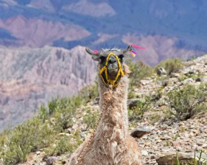TILCARA - JUJUY