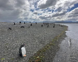 PINGÜINERA - USHUAIA