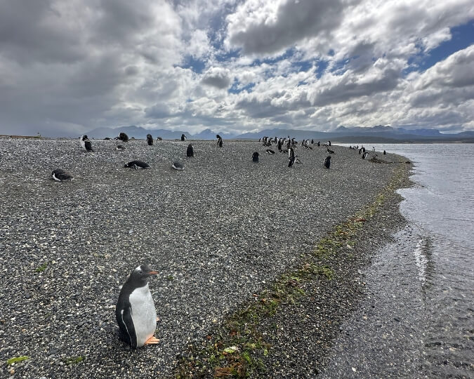 PING&Uuml;INERA - USHUAIA