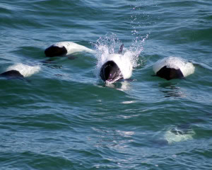 TONINAS - PUERTO MADRYN