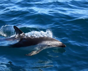 DELFINES - PUERTO MADRYN