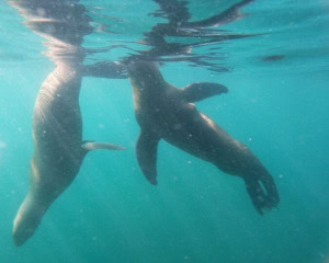 SNORKELING - PUERTO MADRYN