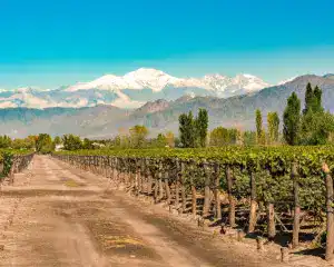 MENDOZA