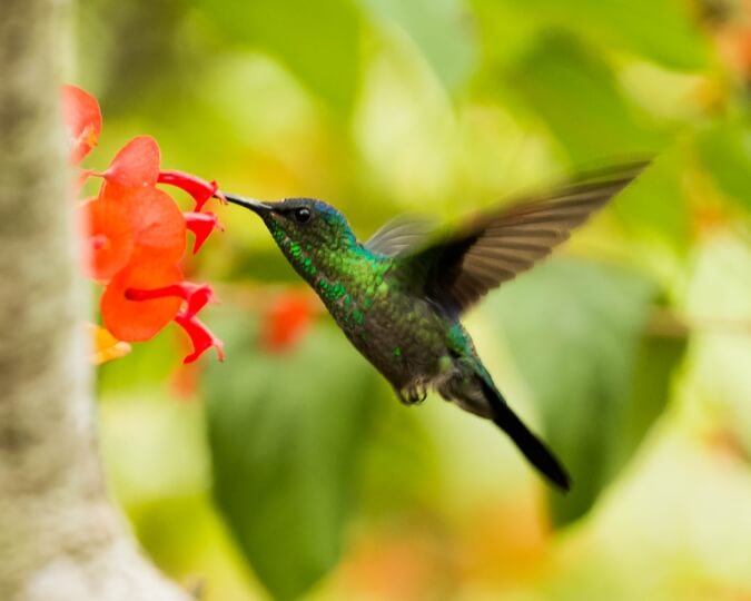 JARD&Iacute;N DE LOS PICAFLORES - IGUAZ&Uacute;