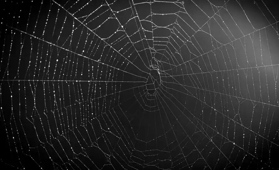 Close-up of a dew-covered spider web against a dark background, representing complexity, network designs, and the intricate connectivity of systems or internet networks.