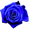BlueRose Vienna Favicon