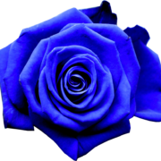 The BlueRose of Vienna